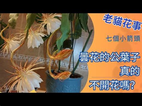 曇花風水|曇花風水作用——揭開風水能量的神秘面紗【曇花風水作用】 – 八。